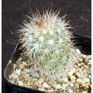 Gymnocactus viereckii 2-inch pots