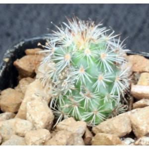 Gymnocactus viereckii (SB1570) 2-inch pots