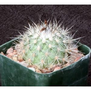 Gymnocactus viereckii 3-inch pots