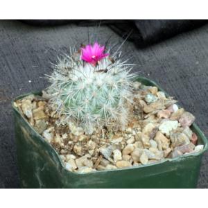 Gymnocactus viereckii 5-inch pots