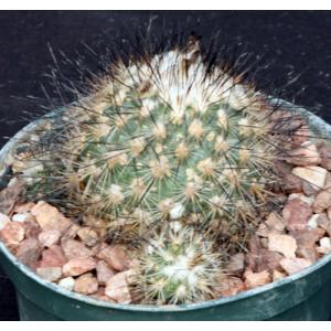 Gymnocactus viereckii 5-inch pots
