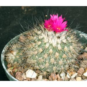 Gymnocactus viereckii 5-inch pots