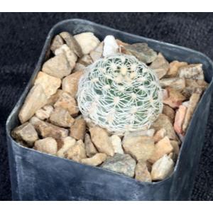Gymnocalycium bruchii 2-inch pots