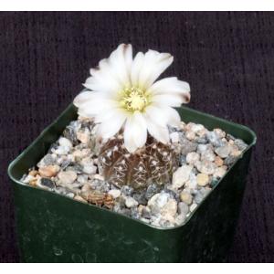 Gymnocalycium ragonesei 4-inch pots