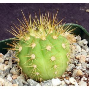 Gymnocalycium chacoense 4-inch pots