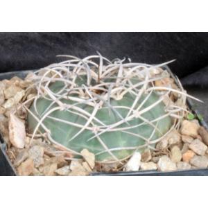 Gymnocalycium cardenasianum 4-inch pots