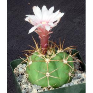 Gymnocalycium chiquitanum 4-inch pots