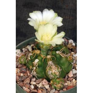 Gymnocalycium denudatum 5-inch pots