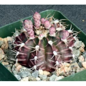 Gymnocalycium friedrichii 4-inch pots