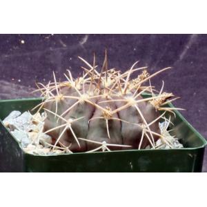 Gymnocalycium griseopallidum 4-inch pots