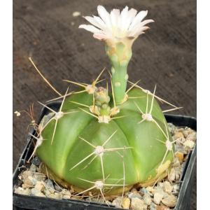 Gymnocalycium horstii 5-inch pots