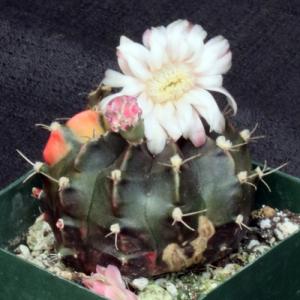 Gymnocalycium mihanovichii (variegated) 4-inch pots