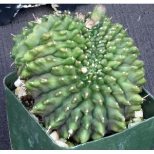 Gymnocalycium crest 4-inch pots