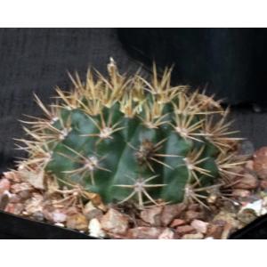Gymnocalycium neuhuberi 5-inch pots