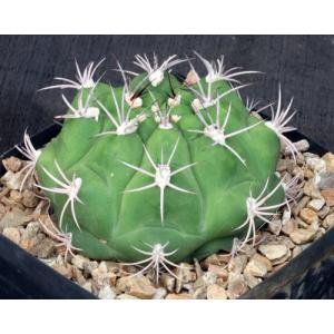 Gymnocalycium pflanzii var. marquezii one-gallon pots