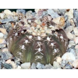 Gymnocalycium ragonesei 4-inch pots