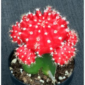 Gymnocalycium mihanovichii cv Red Cap 3-inch pots