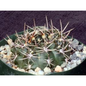 Gymnocalycium reductum var. leucodictyon 4-inch pots