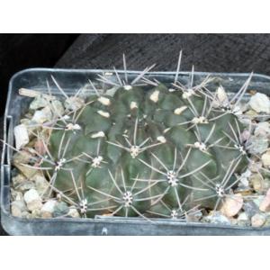 Gymnocalycium reductum var. leucodictyon 5-inch pots