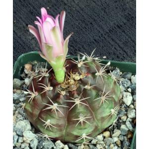 Gymnocalycium rotundulum 4-inch pots