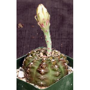 Gymnocalycium schroederianum var. boessi 4-inch pots