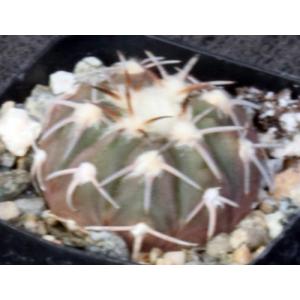 Gymnocalycium spegazzinii 2-inch pots