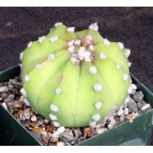 Echinopsis subdenudata cv Fuzzy Navel 4-inch pots