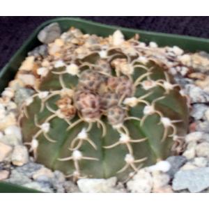 Gymnocalycium triacanthum 4-inch pots