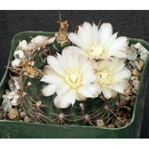 Gymnocalycium carolinense 4-inch pots