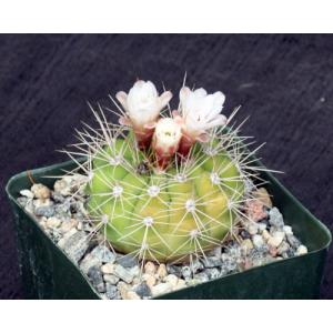 Gymnocalycium chacoense 4-inch pots