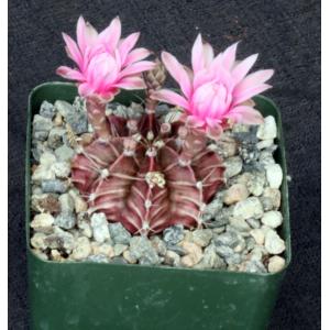 Gymnocalycium stenopleurum 4-inch pots