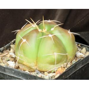 Gymnocalycium horstii 5-inch pots