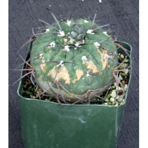 Gymnocalycium monvillei ssp. horridispinum 4-inch pots