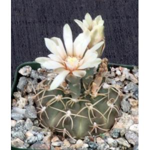 Gymnocalycium piricarpum 4-inch pots