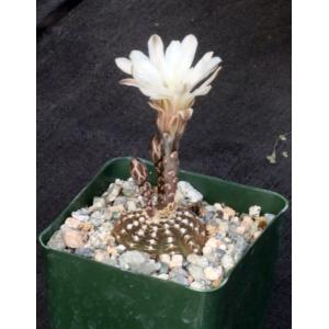 Gymnocalycium ragonesei 4-inch pots