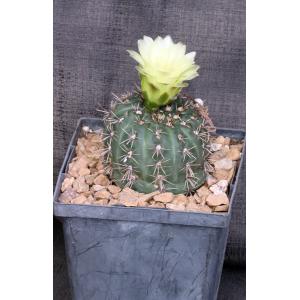 Gymnocalycium schatzilianum 5-inch pots