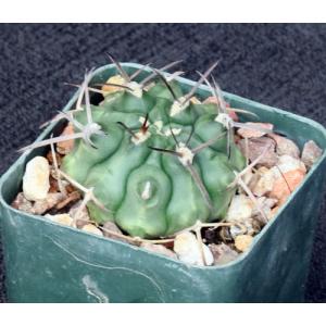 Trichocereus schickendantzii 3-inch pots