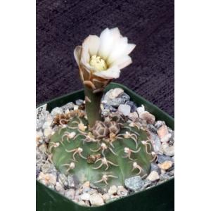 Gymnocalycium triacanthum 4-inch pots