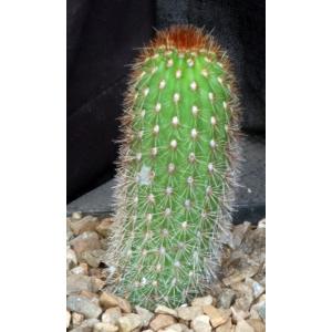 Haageocereus pseudomelanostele ssp. carminiflorus 5-inch pots