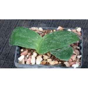 Haemanthus albiflos 4-inch pots