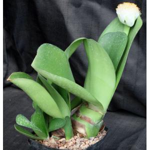 Haemanthus albiflos one-gallon pots