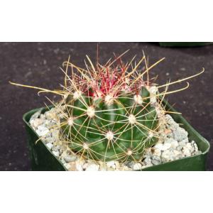 Ferocactus hamatacanthus ssp. davisii 4-inch pots