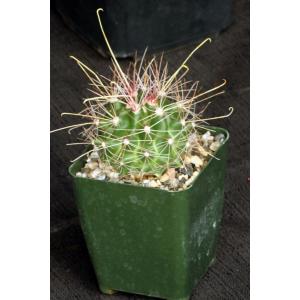 Hamatocactus davisii 4-inch pots