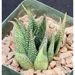 Haworthia limifolia var. gigantea 4-inch pots