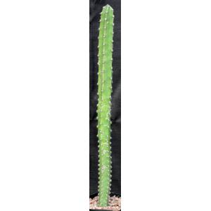 Harrisia jusbertii one-gallon pots