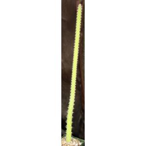 Harrisia adescendens 4-inch pots