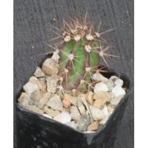 Harrisia simpsonii 2-inch pots