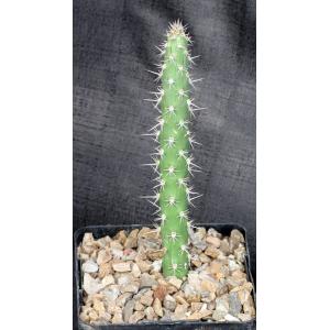 Harrisia adscendens 5-inch pots