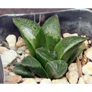 Haworthia cv Melting Pot 2-inch pots