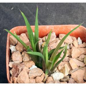 Haworthia angustifolia var. altissima (Riebeek East) 3-inch pots